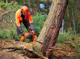 Trusted Golden Valley, MN Tree Services Experts
